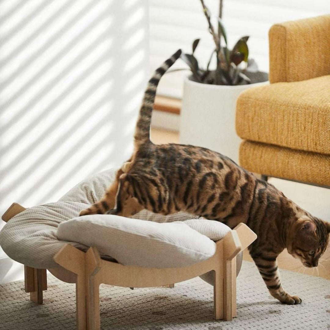 Lirio Curve Sofa - coolify design