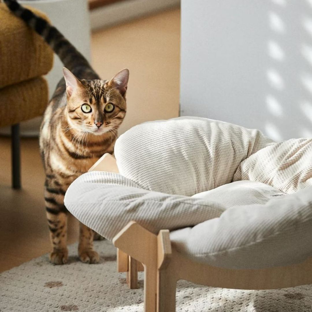 Lirio Curve Sofa - coolify design