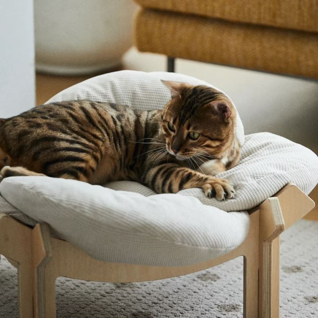 Lirio Curve Sofa - coolify design