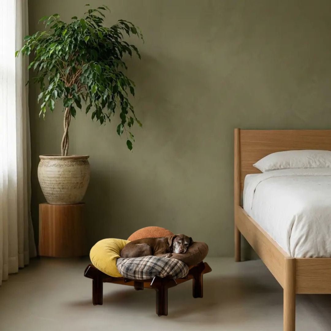 Lirio Curve Sofa - coolify design