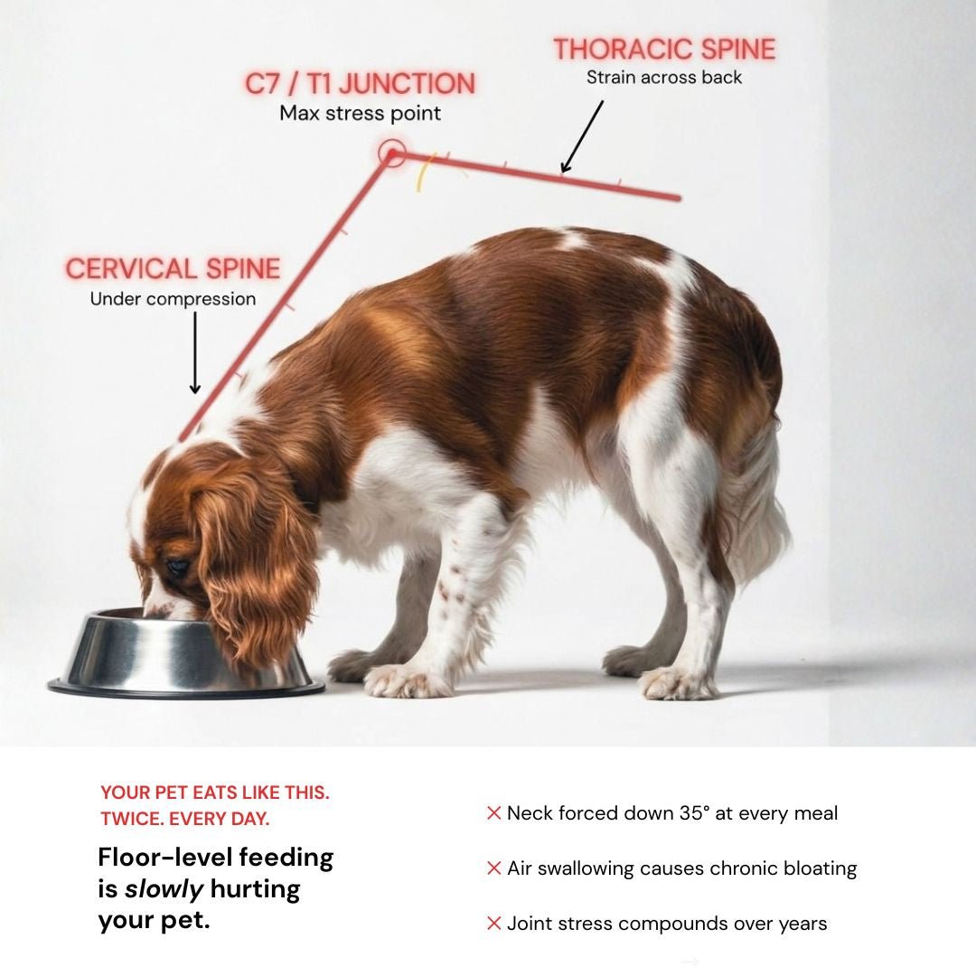 Terra Duo Food Bowls - coolify design