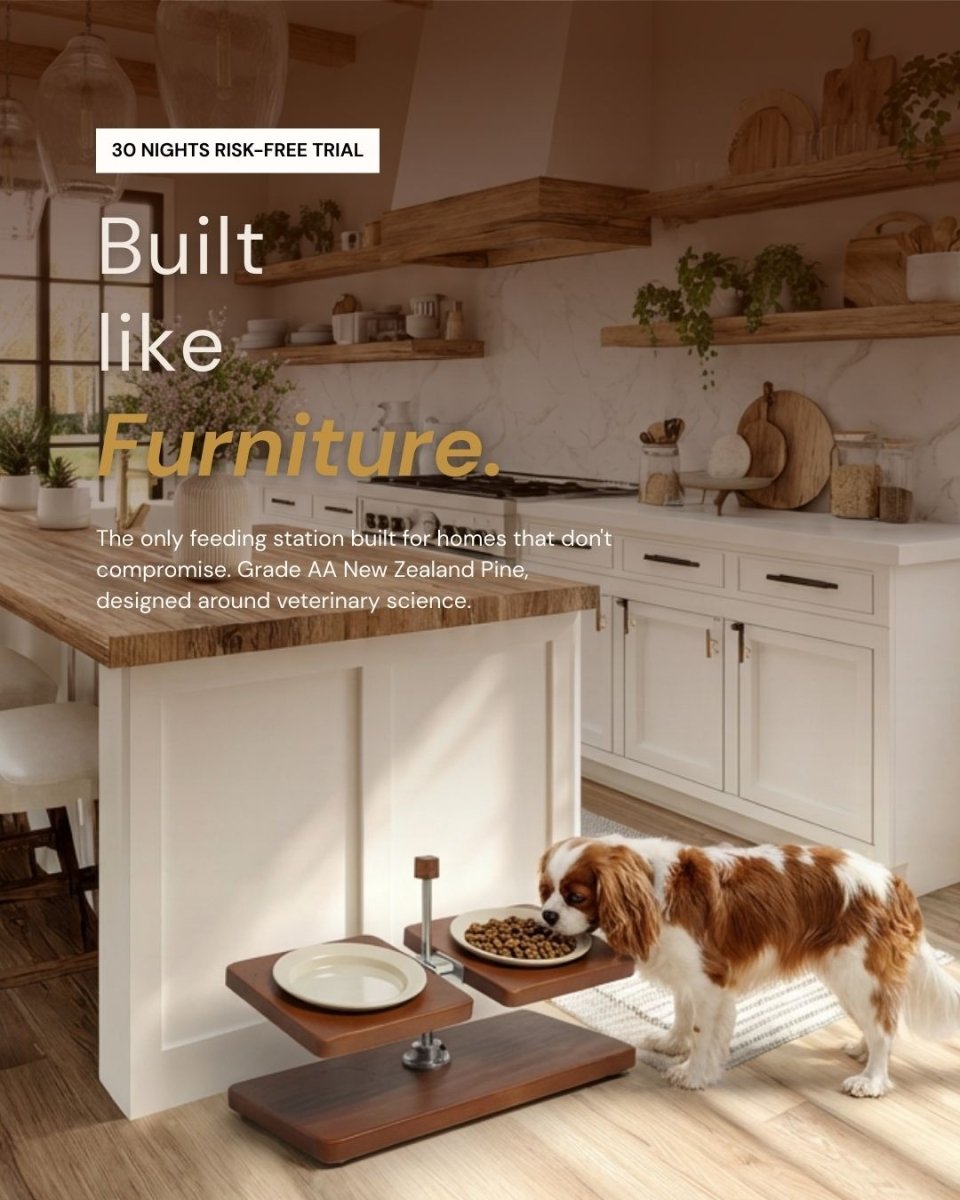 Terra Duo Food Bowls - coolify design