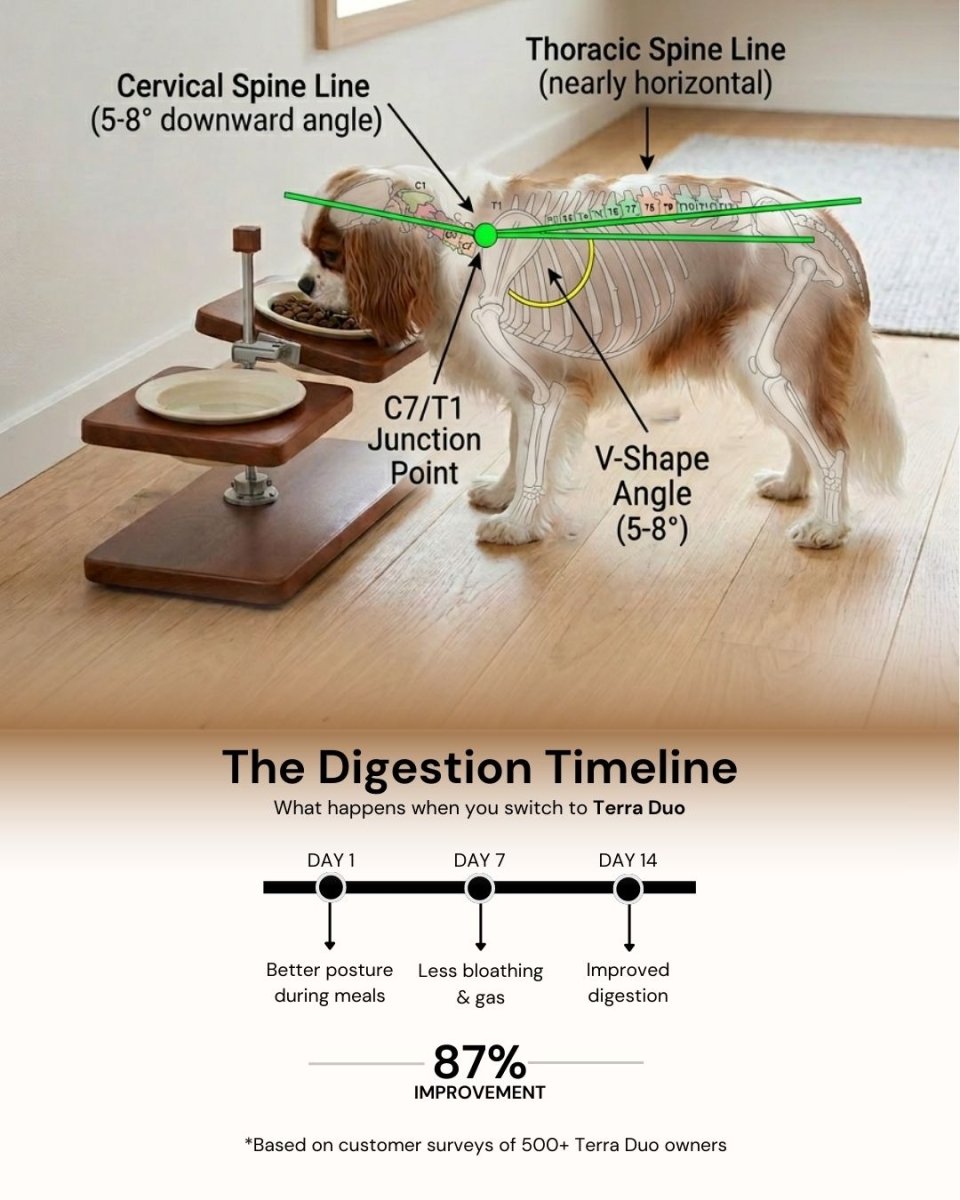 Terra Duo Food Bowls - coolify design